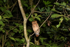 Otus spilocephalus