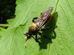 Laphria janus