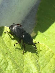 Scyphophorus yuccae