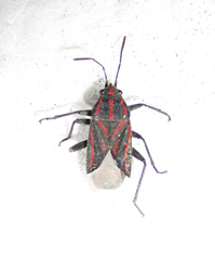 Spilostethus trilineatus
