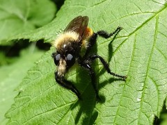 Laphria janus