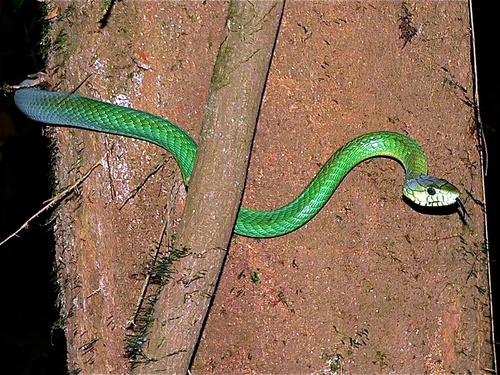 Jameson's Mamba