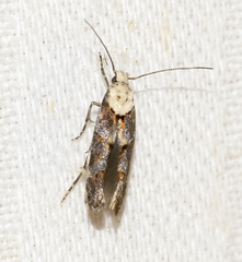 Mompha murtfeldtella