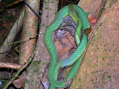 Jameson's Mamba photo 2