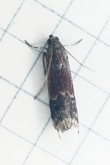 Vitula edmandsii