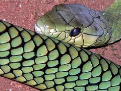 Jameson's Mamba photo 3