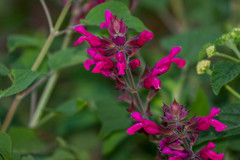 Salvia