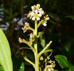 Escallonia paniculata