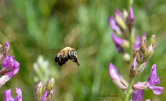 Anthophora montana