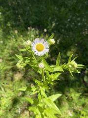 Erigeron philadelphicus philadelphicus