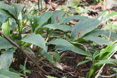 Alpinia japonica