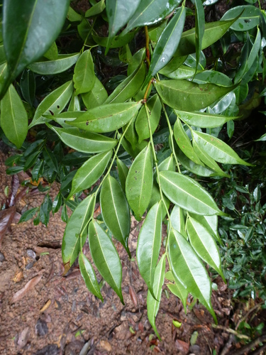 Rhaptopetalum