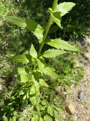 Erigeron philadelphicus philadelphicus