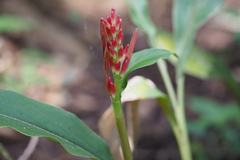 Alpinia japonica