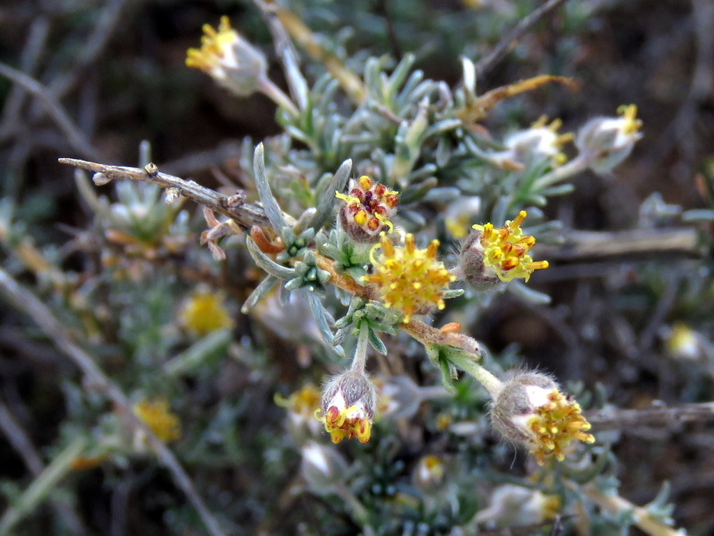 Eriocephalus ambiguus