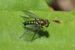 Condylostylus caudatus