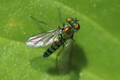 Condylostylus caudatus