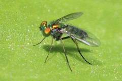 Condylostylus caudatus