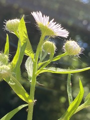 Erigeron philadelphicus philadelphicus