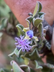 Polygala asbestina