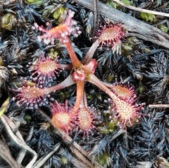 Drosera