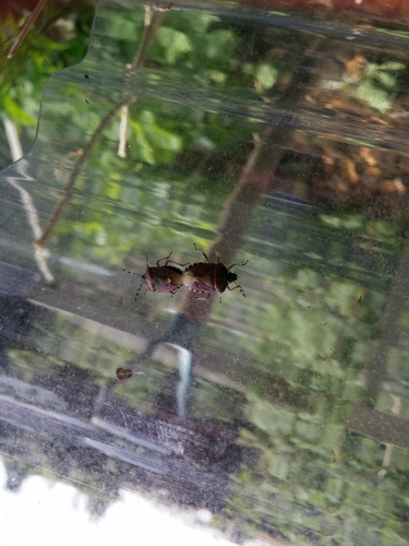 Dolycoris baccarum