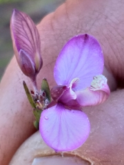 Polygala wittebergensis