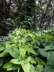 Dioscorea bulbifera image