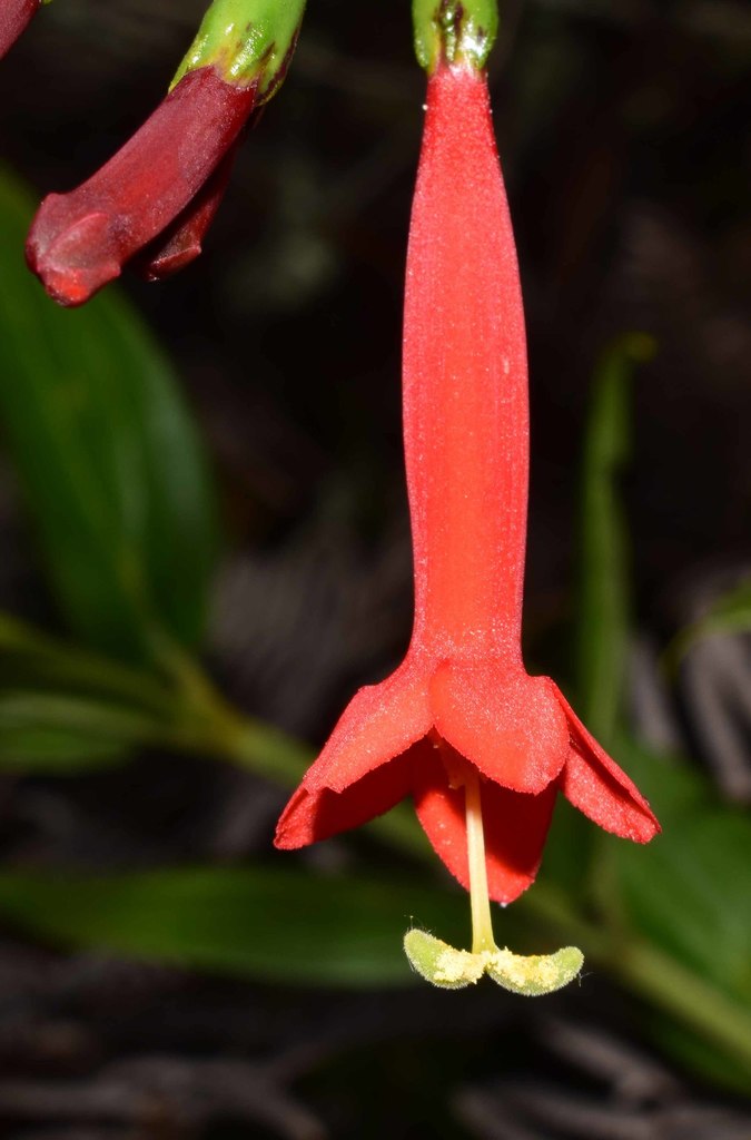 Lehmanniella