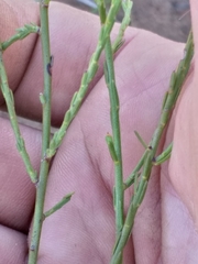 Polygala wittebergensis