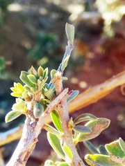 Namibian Bottle Tree (Maerua crassifolia)