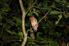 Otus spilocephalus