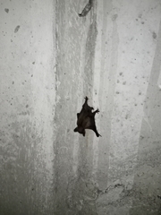 Yangochiroptera