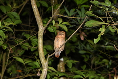 Otus spilocephalus