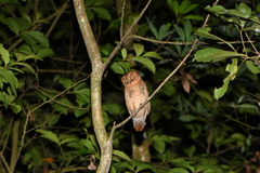Otus spilocephalus