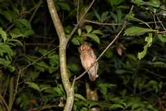Otus spilocephalus