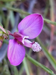 Polygala wittebergensis