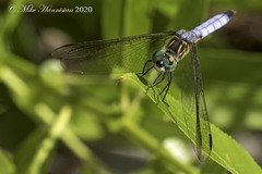 Pachydiplax longipennis