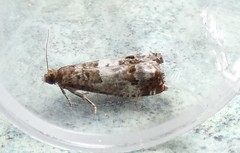 Notocelia trimaculana