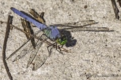 Erythemis simplicicollis