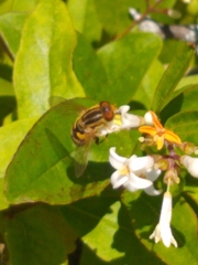 Parhelophilus integer