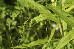 Erythemis simplicicollis