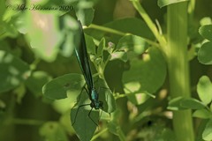 Calopteryx maculata