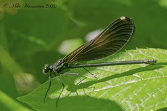 Calopteryx maculata