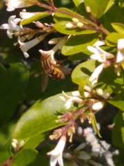 Parhelophilus integer