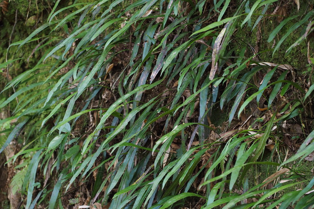 Deparia lancea