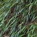 Deparia lancea - Photo (c) harum.koh, algunos derechos reservados (CC BY-SA), subido por harum.koh