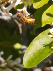 Parhelophilus integer