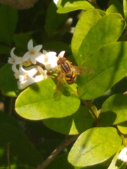 Parhelophilus integer