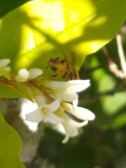 Parhelophilus integer